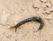 Common Desert Centipede or Scolopendra Polymorpha