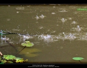 This lizard is also known as the "Jesus Christ Lizard" because of it's ability to "walk on water".  The lizard is so light and the feet are so large and quick that it's able to skim across the water surface.  This one was running toward me and saw me and then took a 90 degree turn - all in a matter of one second.  By the time I reacted with the camera, it was almost out of the frame.