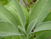 Salvia