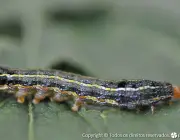 Larva Azul na Couve Flor 1