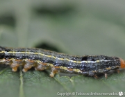 Larva Azul na Couve Flor 1