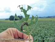 Larva Azul na Couve Flor 2