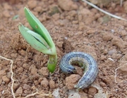 Larva Azul na Couve Flor 3