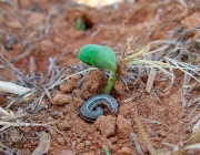 Larva Azul na Couve Flor 5