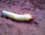 Larvas de Besouro 2