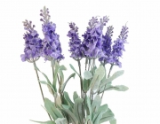 Lavanda 1