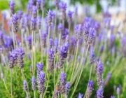 Lavanda 2