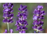 Lavanda 3