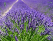 Lavanda 4