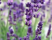 Lavanda 5