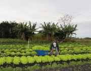 Brassicaceae Importância Econômica  e Empregos 1