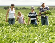 Brassicaceae Importância Econômica  e Empregos 2