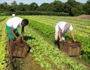 Brassicaceae Importância Econômica  e Empregos 3