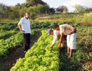 Brassicaceae Importância Econômica  e Empregos 4