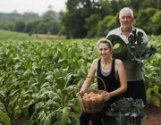 Brassicaceae Importância Econômica  e Empregos 6