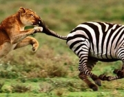 Leão Caçando Zebra 1