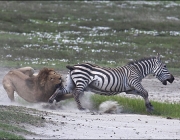Leão Caçando Zebra 2