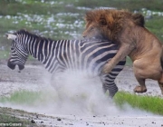Leão Caçando Zebra 3