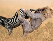 Leão Caçando Zebra 5
