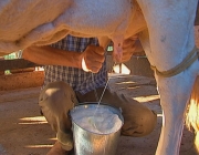 Leite de Vaca 3