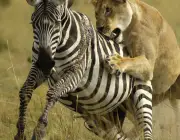 Leões Caçando Zebras da Planície 1