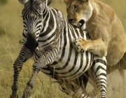 Leões Caçando Zebras da Planície 1