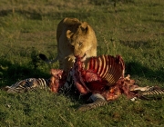 A lioness feeds on a zebra carcass at the Naboisho conservancy in the Masai Mara on March 6, 2014. AFP PHOTO/CARL DE SOUZA