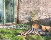 Leões Caçando Zebras da Planície 5