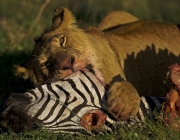 A lioness feeds on a zebra carcass at the Naboisho conservancy in the Masai Mara on March 6, 2014. AFP PHOTO/CARL DE SOUZA