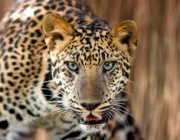 Leopardo 4