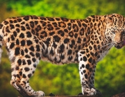 Leopardo 6