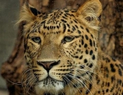 Leopardo 2