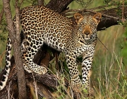 Leopardo 4