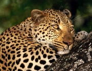 Leopardo Africano - Fotos 1