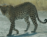 Leopardo Africano - Fotos 2
