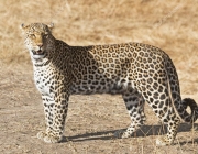 Leopardo Africano - Fotos 4