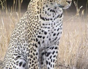 Leopardo Africano - Fotos 5