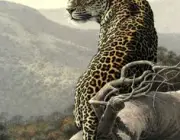Leopardo Africano - Fotos 6