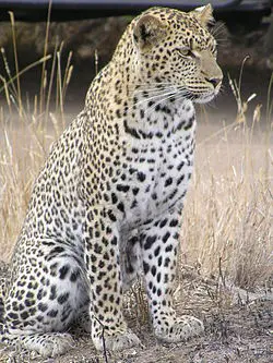 Leopardo-Árabe 3