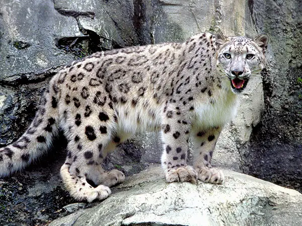 Leopardo-Árabe 4