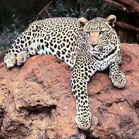 Leopardo-Árabe 5
