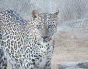 Leopardo-Árabe 1