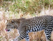 Leopardo-Árabe 2