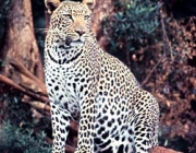 L/7/1 Panthera pardus