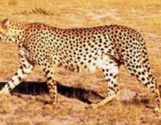 Leopardo-Árabe 6