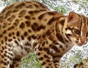 Leopardo Asiático 1