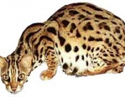 Leopardo Asiático 2