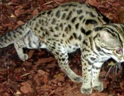 Leopardo Asiático 3