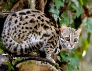 Leopardo Asiático 4