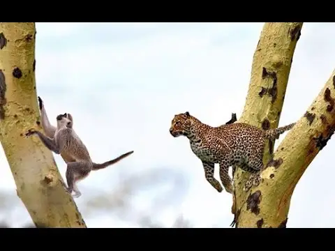 Leopardo Caçando 1